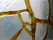 Art glass panel in the window