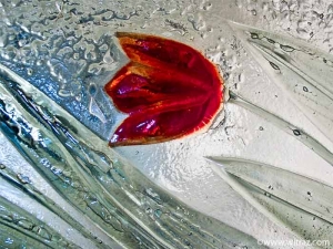 Red tulips - art glass in the window between the bathroom and the living room